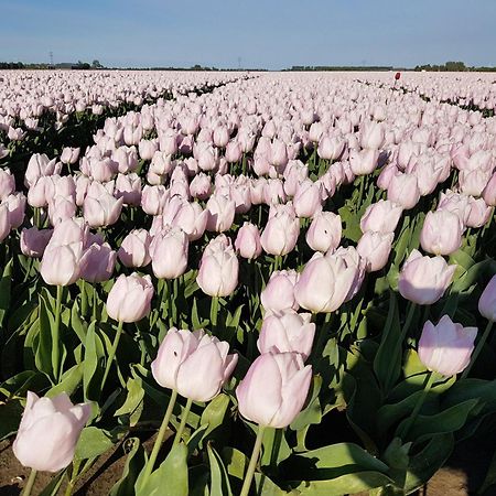 B&B Monumentaal Logeren Zierikzee Ngoại thất bức ảnh